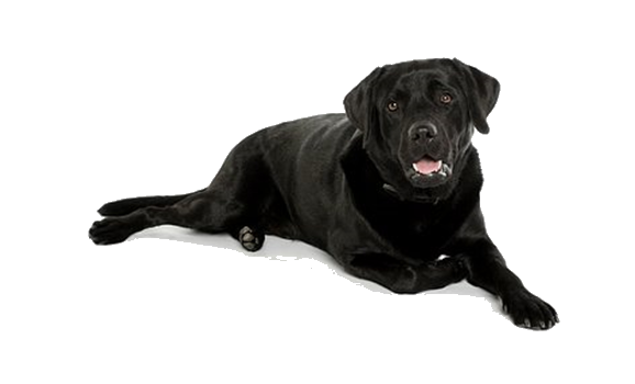Perro equilibrado gracias a etología clínica