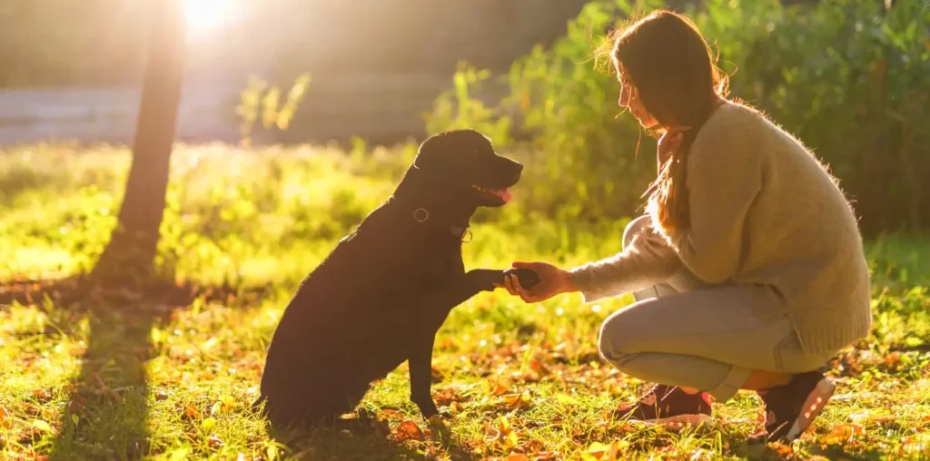 Perro equilibrado obediente y sano